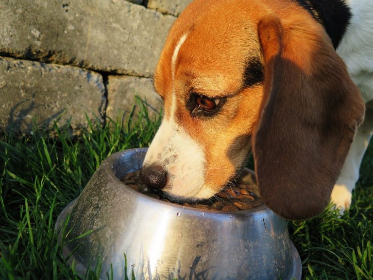 How Long Dog Food Last? How To Store Dry Dog Food Long Term