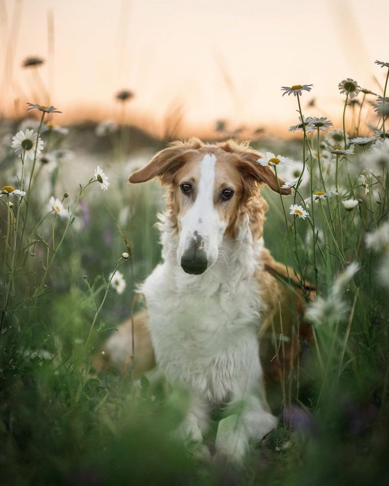 How Much Does a Borzoi Cost? A Price and Ownership Guide