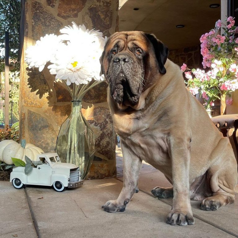 Are English Mastiffs Aggressive? Learn How to Cope With Mastiff Aggression