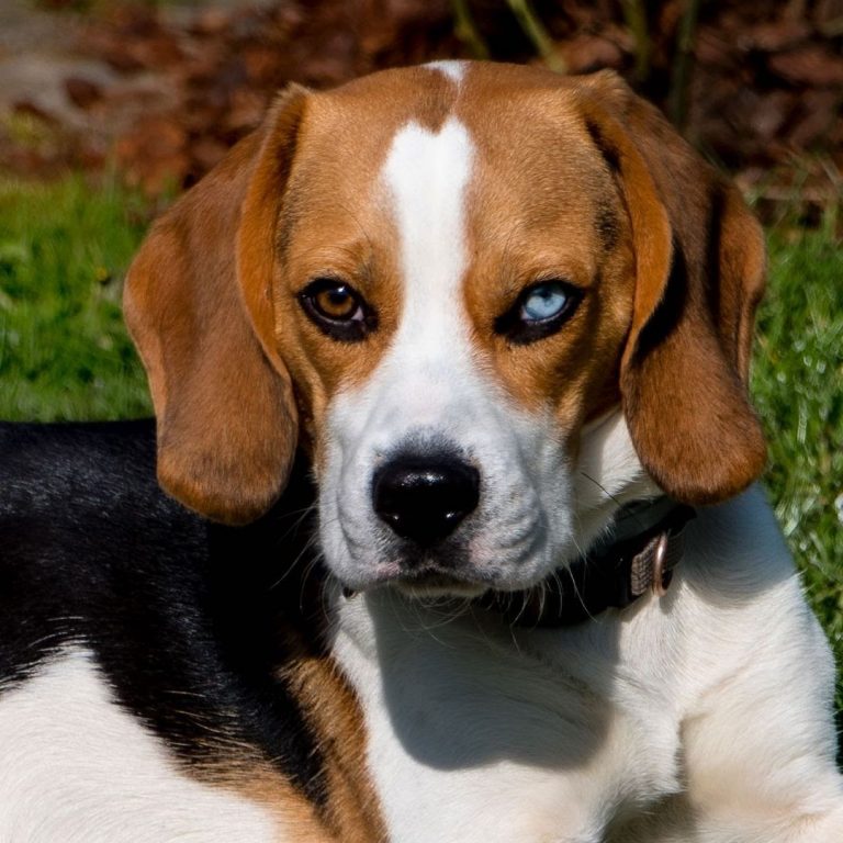 How Big Does a Pocket Beagle Get? 3 Factors That Impact His Growth