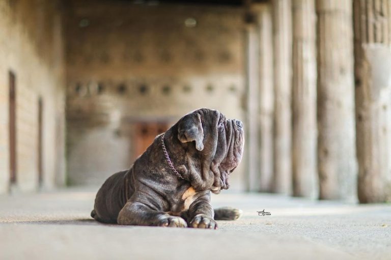 English Mastiff vs Neapolitan Mastiff: Breed Quirks and Features