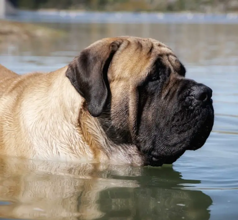 Do English Mastiffs Shed? 5 Tools to Use in Grooming an English Mastiff