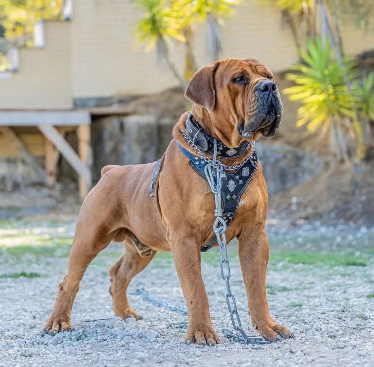 English Mastiff vs Boerboel: Who’s the Better Mastiff?