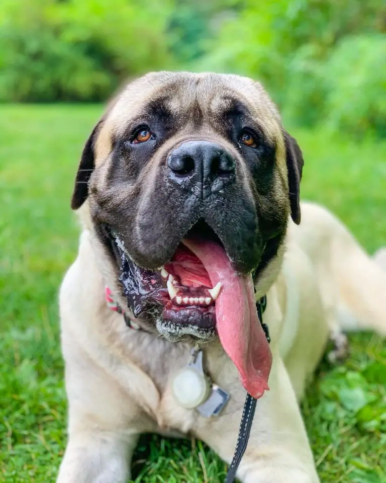 Do English Mastiffs Drool? A Guide to Manage His Dribbles