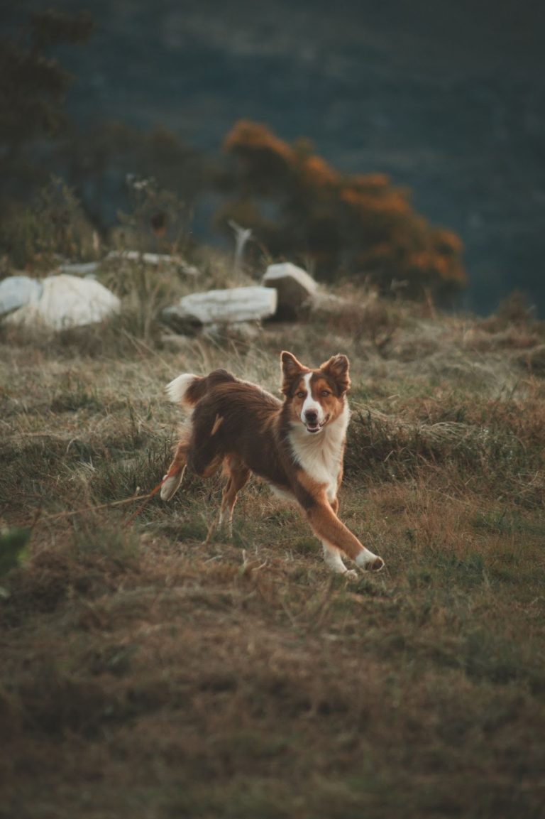 Top 10 Dogs for Mountain Biking. What Should You Consider in Picking Trail Dogs?