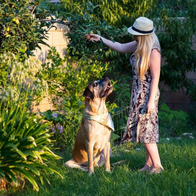 French Mastiff vs English Mastiff: A Detailed Mastiff Comparison