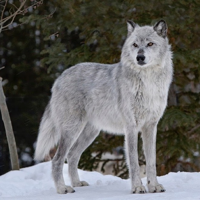 English Mastiff vs Wolf: Who Has the Upper Hand?