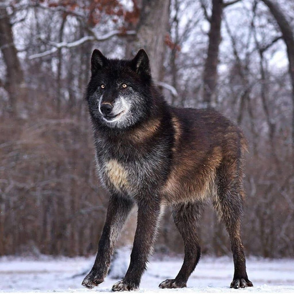 are wolves bigger than mastiffs