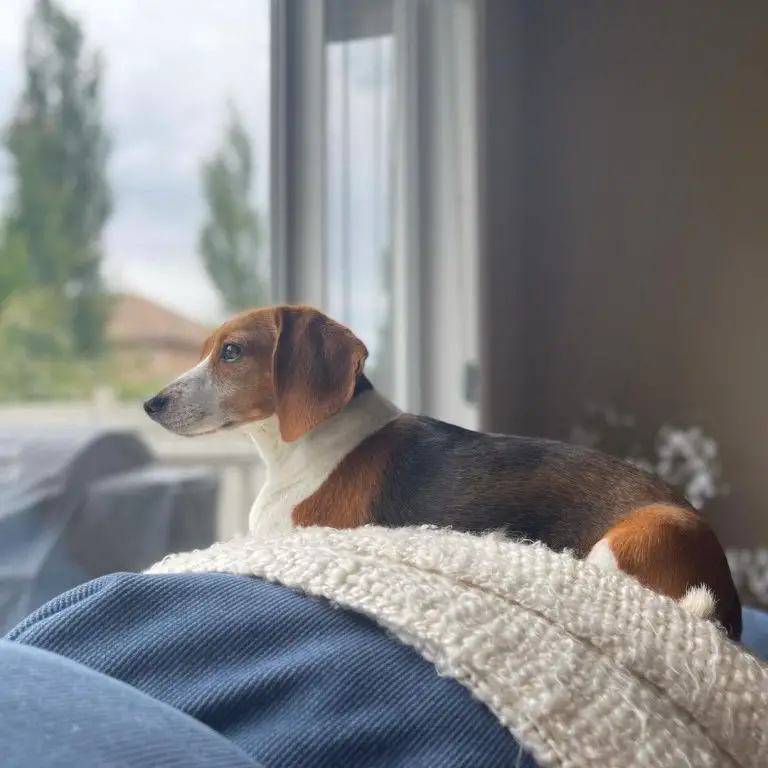 Do Pocket Beagles Shed? Ultimate Guide to Pocket Beagle Shedding & FAQs