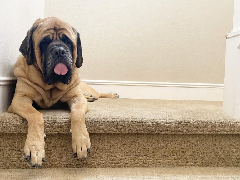 Are English Mastiffs Smart? Understanding the Canny Colossal Mastiff