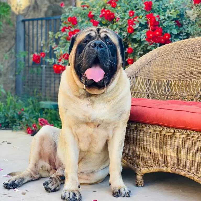 How Big Does an English Mastiff Get? The Complete Growth Timeline