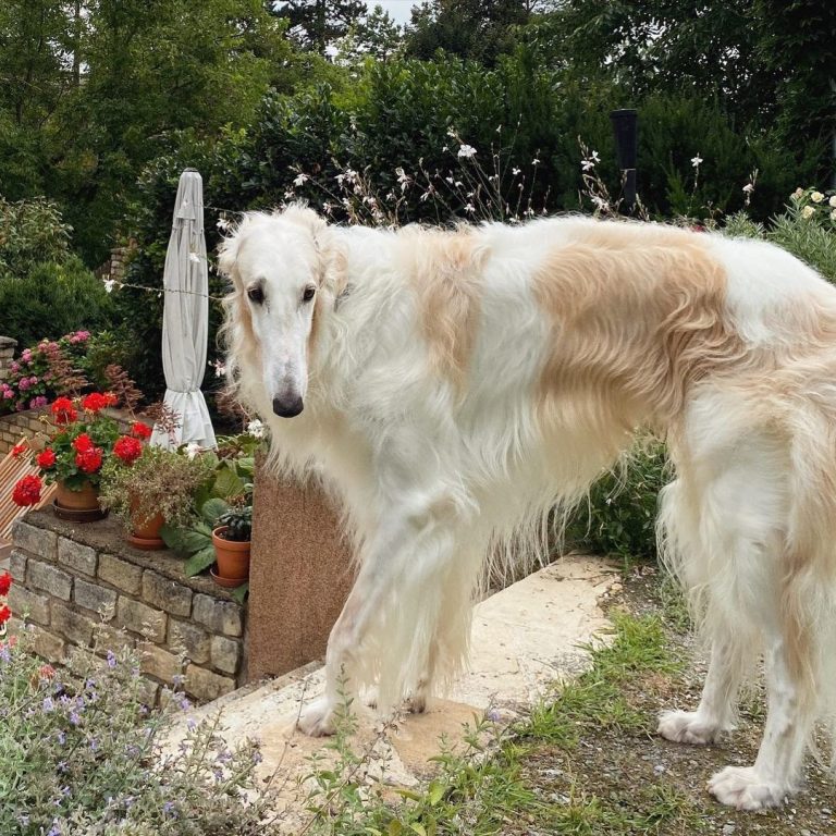 Borzoi vs Greyhound: Determining the Better Sighthound