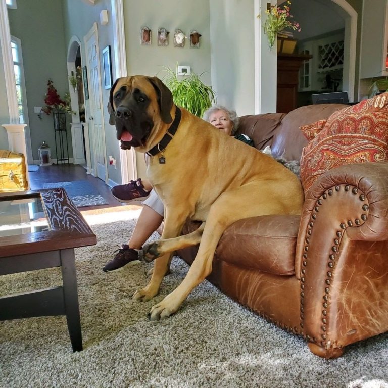 English Mastiff vs American Mastiff: How to Tell Their Differences