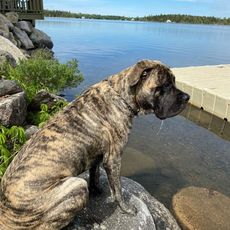 English Mastiff vs Great Dane: The Ultimate Breed Comparison