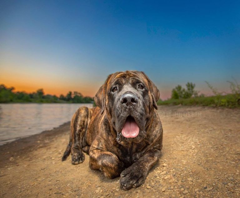 How Much Does an English Mastiff Cost? Can You Afford an English Mastiff?