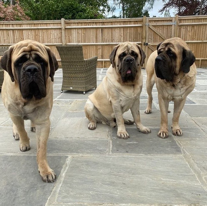 English Mastiff 101: The Essential Guide