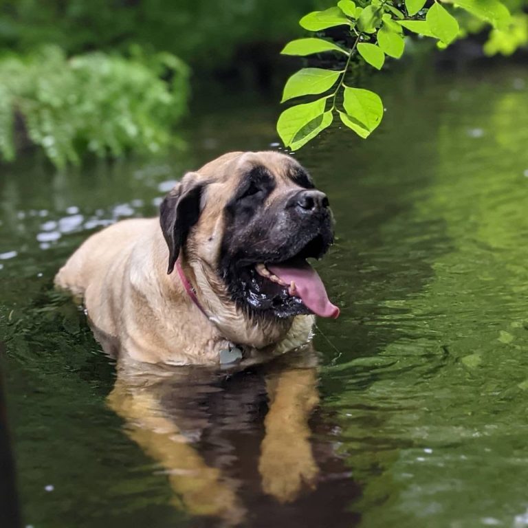 English Mastiff vs Cane Corso: In Choosing the Better Mastiff