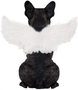 Angel Dog Costume