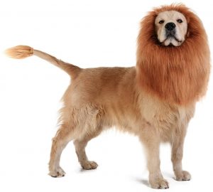 Lion Costume For Dog