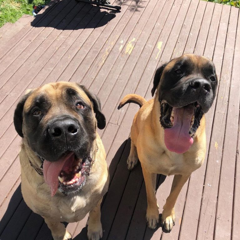 Are English Mastiffs Good With Other Dogs? All You Need to Know!