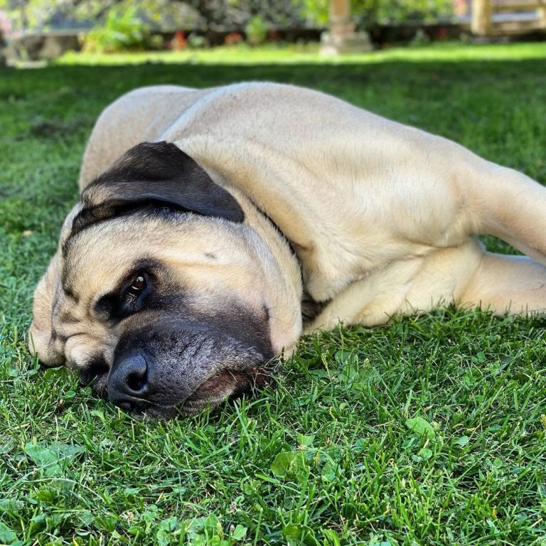 Can an English Mastiff Kill a Wolf? Calculating the Chances