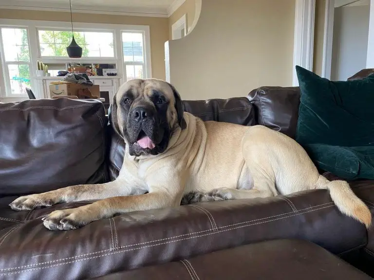 How to Fatten Up My English Mastiff: A Guide to Gain Weight