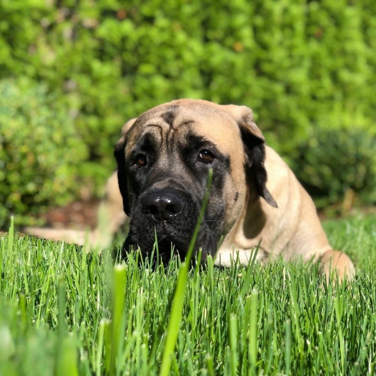 Are English Mastiffs Hypoallergenic? A Guide For Mastiff Owners With Dog Allergies