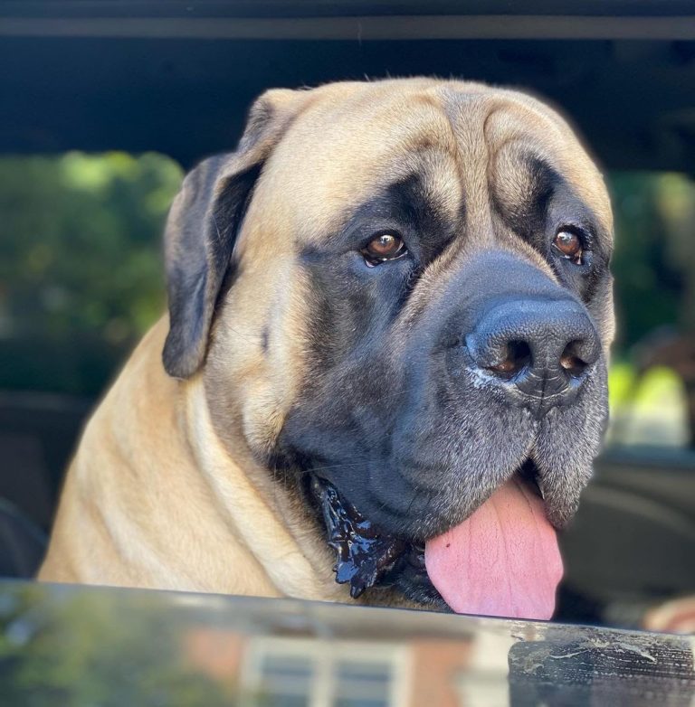 English Mastiff vs Horse: Are They Good With Each Other?