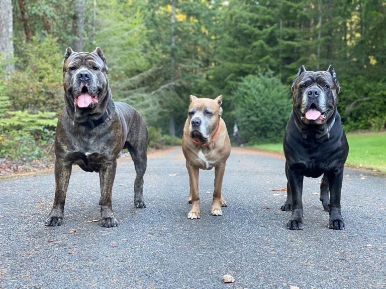 Bullmastiff vs Cane Corso: Comparing Mastiff Breeds