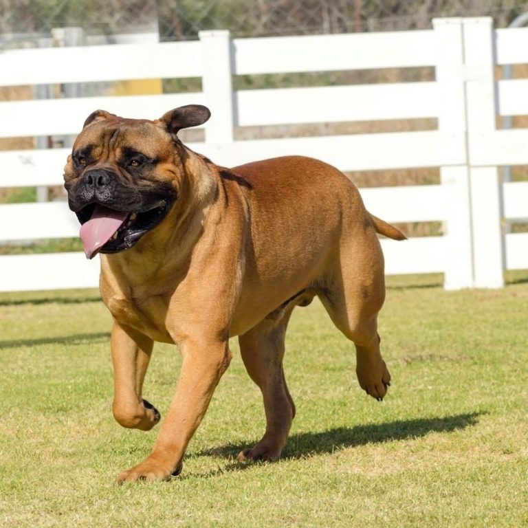 Bullmastiff 101: The Essential Guide