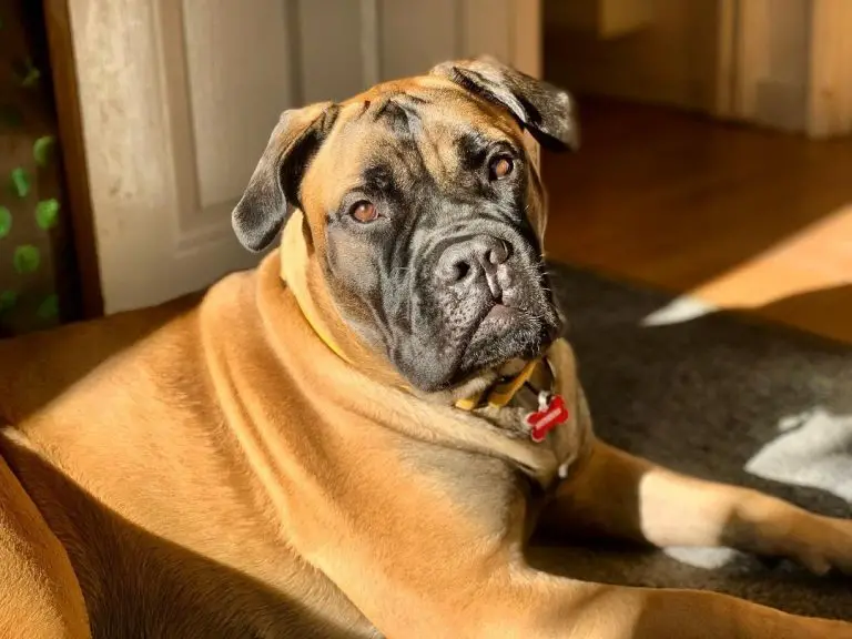 How Big Is a Bullmastiff? Growth Charts & Facts