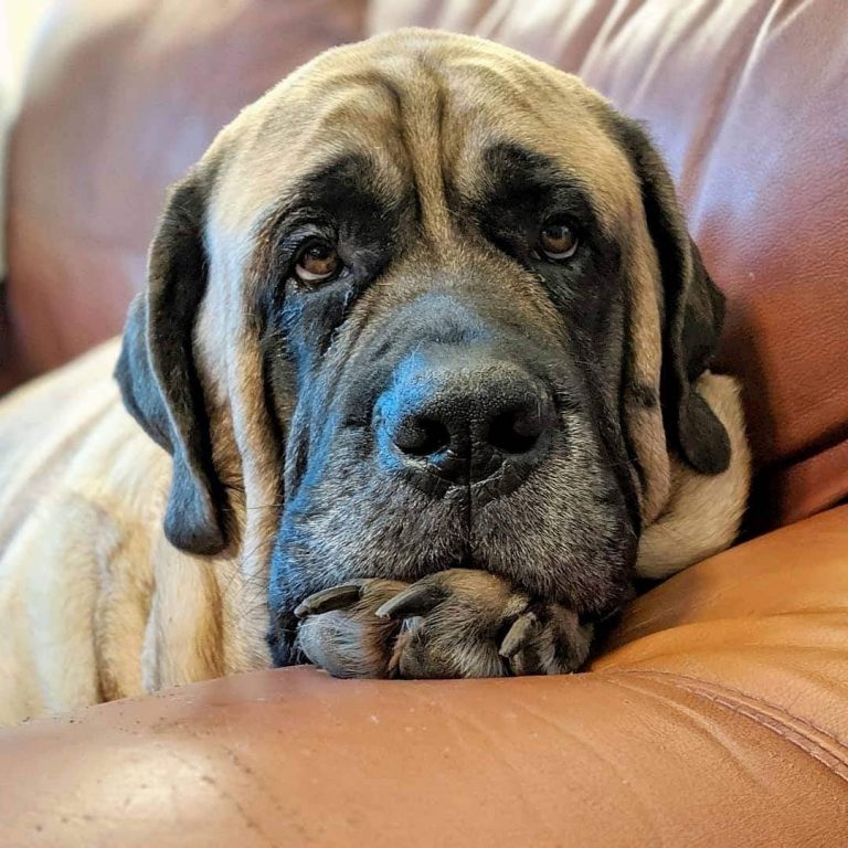 How Long Can an English Mastiff Be Left Alone? Facts & FAQs