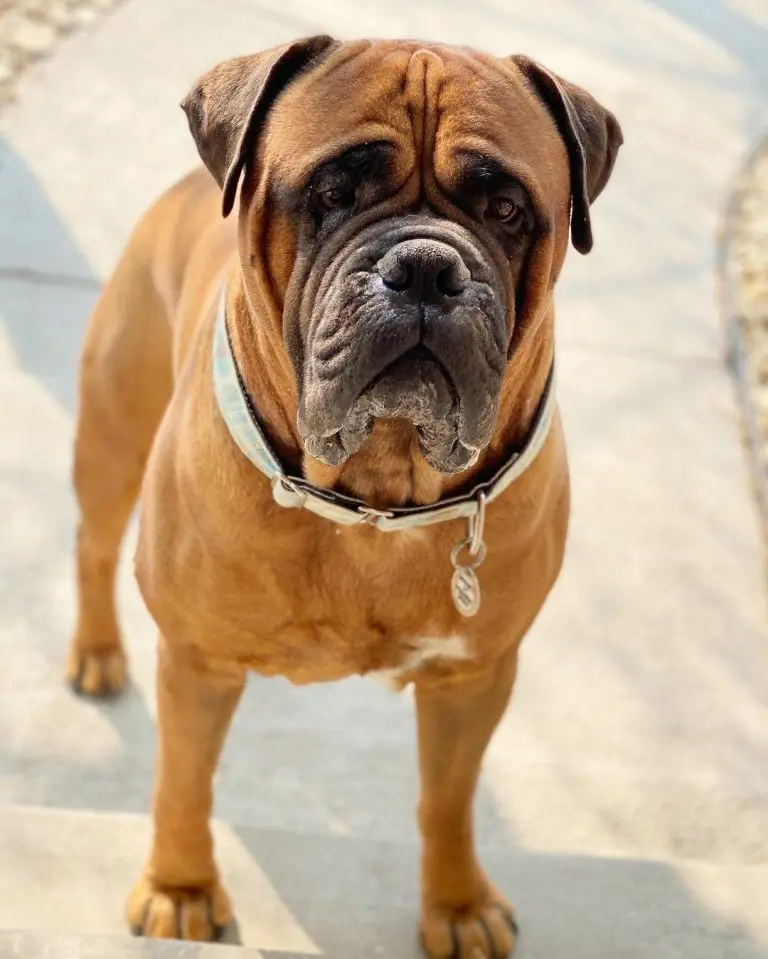 Are Bullmastiffs Good Guard Dogs? Traits That Make Them Perfect for It!