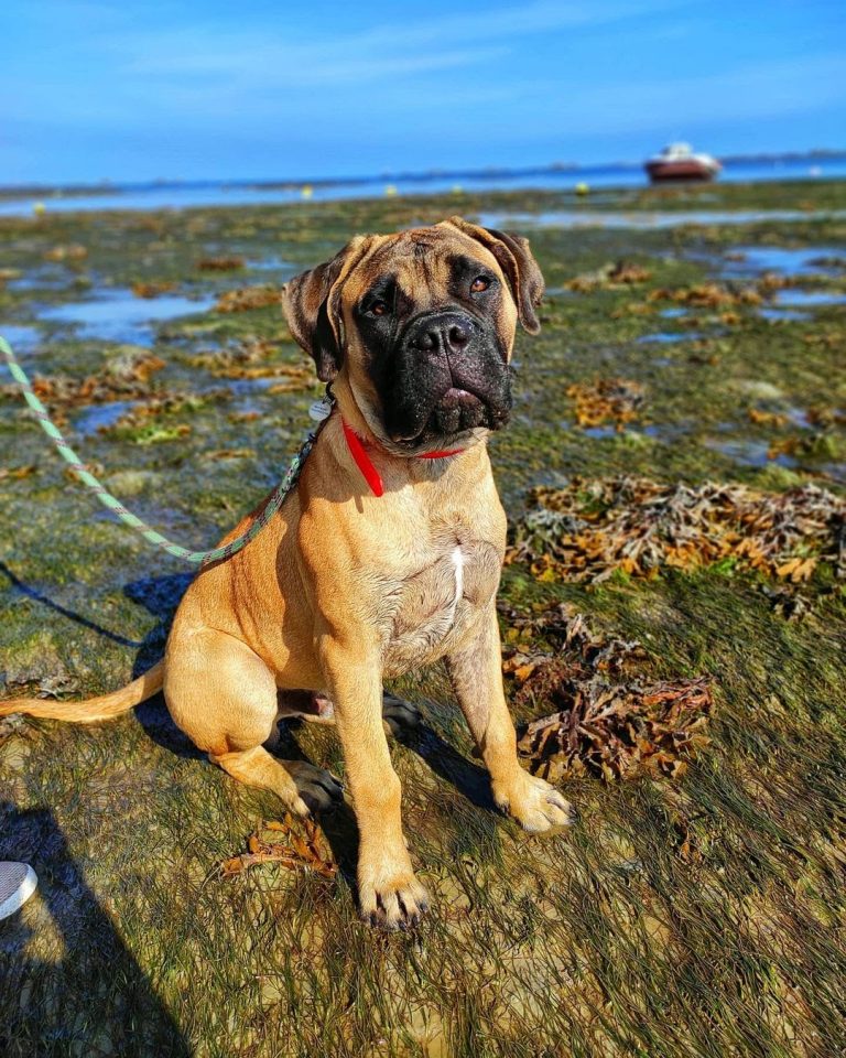 Bullmastiff vs Rottweiler: A Side by Side Comparison