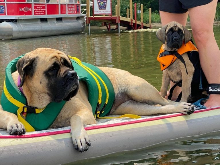 Can English Mastiffs Swim? 7 Tips and Important Facts You Need to Know!