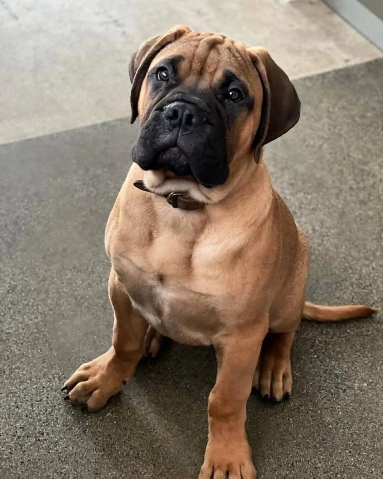 Bullmastiff vs French Mastiff: Comparing Mastiff Breeds