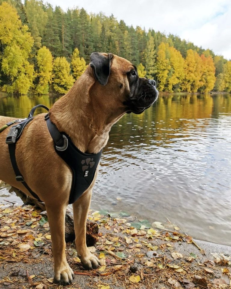 Bullmastiff vs German Shepherd: All You Need to Know!