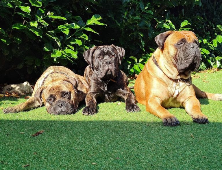 Are Bullmastiffs Good With Other Dogs? Facts You Need to Know