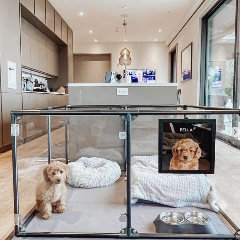 Most Affordable and Functional Kennel Ideas for Your Dog