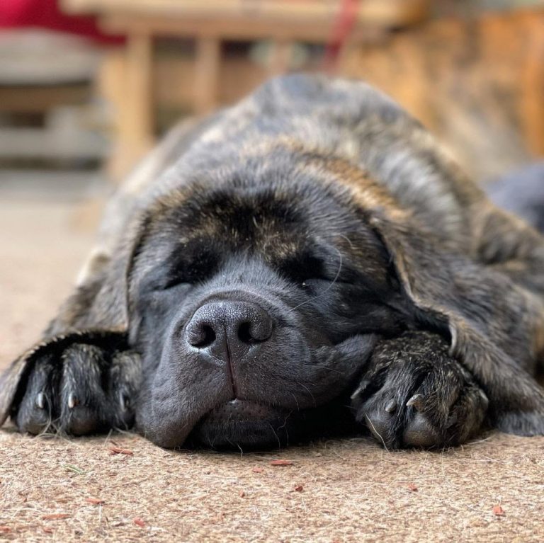 How Long Are English Mastiffs Pregnant? A Guide to English Mastiff Pregnancy