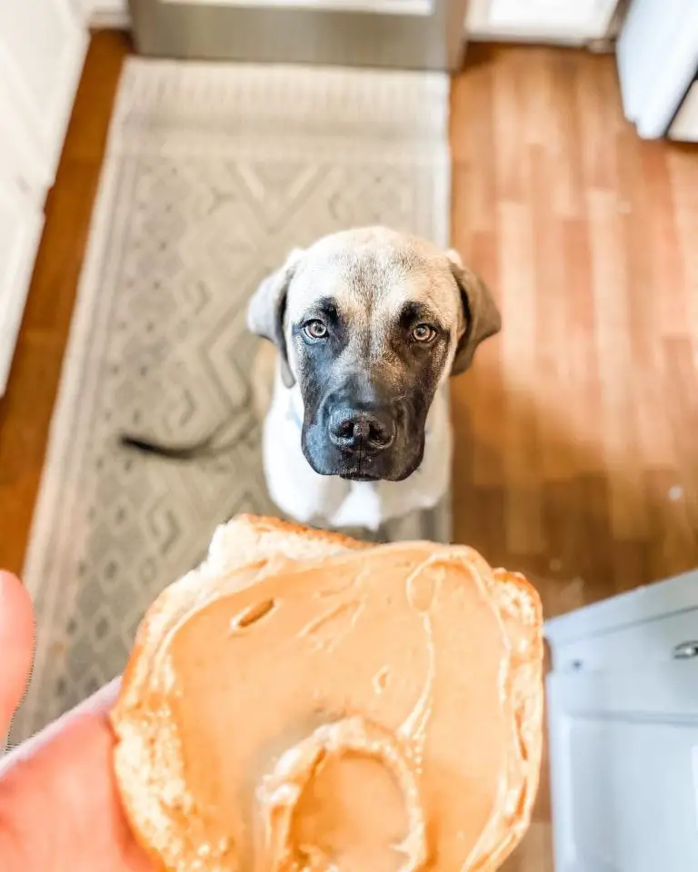 How Much Does an English Mastiff Eat? Guidelines to Properly Feeding Your Mastiff