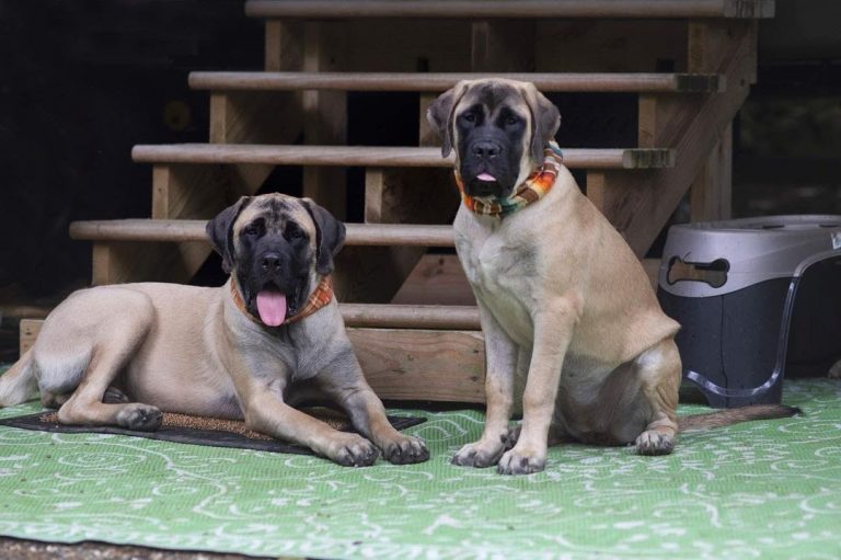 Male vs Female English Mastiff: Which Is Better?