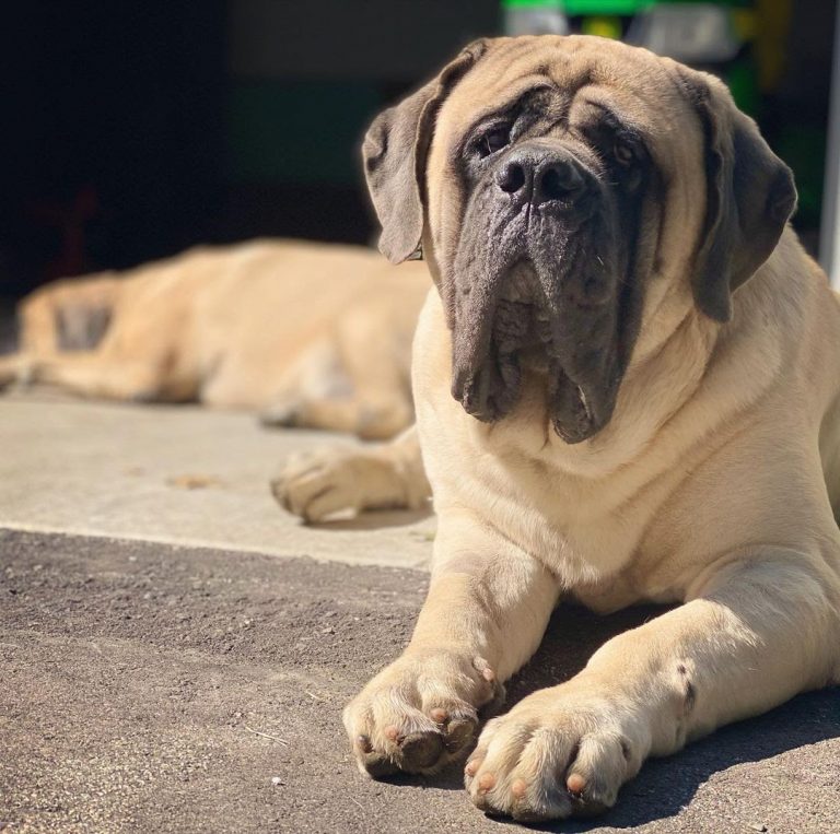 English Mastiff vs Lion: Who Would Win?