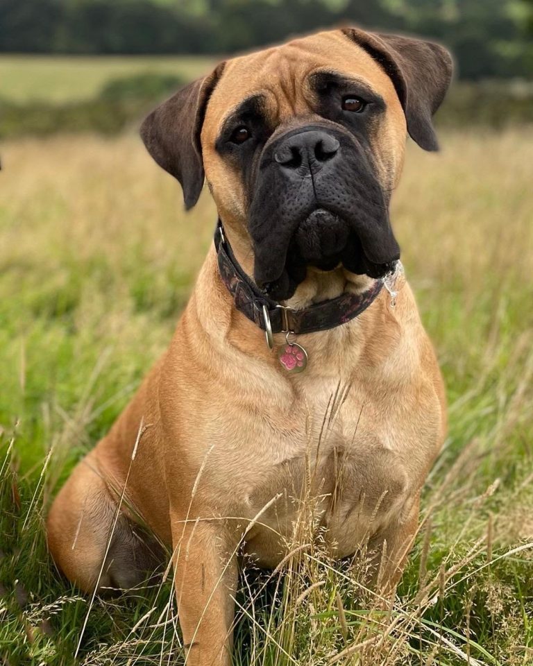 Bullmastiff Male vs Female: Pawfect Facts and More!