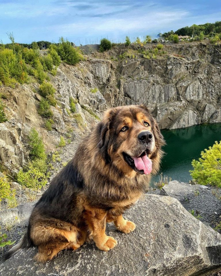 Tibetan Mastiff vs Kangal: Looking for the Better Breed