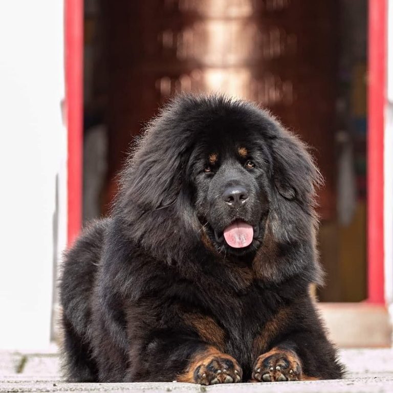 Can You Own a Tibetan Mastiff in the US? All You Need to Know