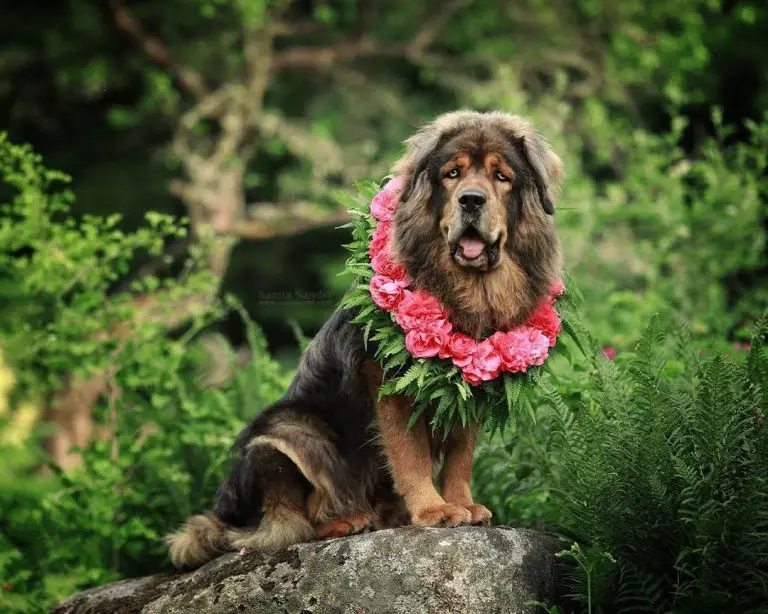 Caucasian Ovcharka vs Tibetan Mastiff: In Search for the Right Dog