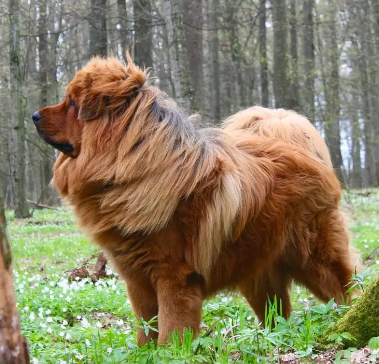 Tibetan Mastiff vs German Shepherd: How Are They Different?