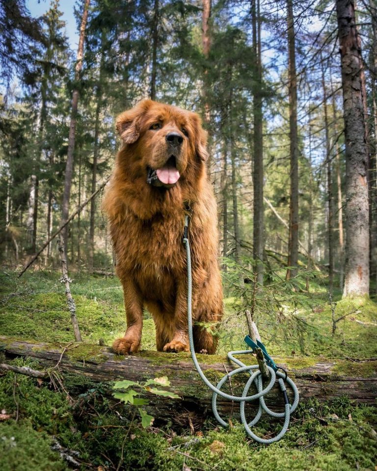 Dogo Argentino vs Tibetan Mastiff: What Are Their Differences?