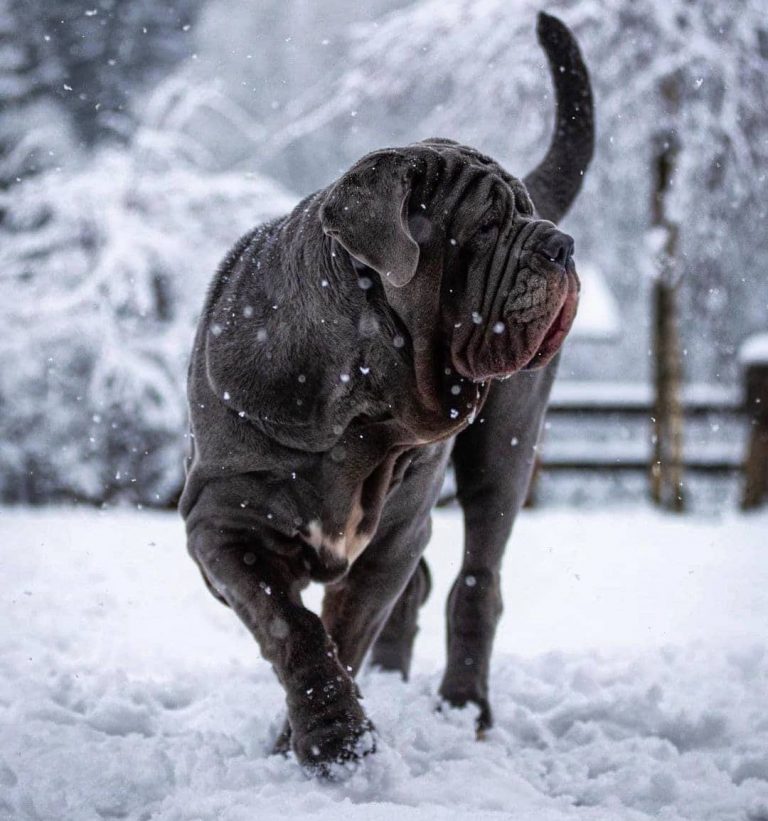 Neapolitan Mastiff 101: The Essential Guide